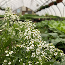 Load image into Gallery viewer, SWEET ALYSSUM, OPEN POLLINATED