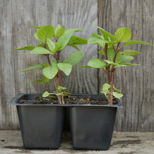 Load image into Gallery viewer, BASIL, THAI