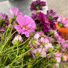 Load image into Gallery viewer, COSMOS, DOUBLE CLICK BONBON MIX