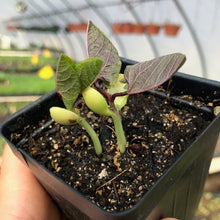 Load image into Gallery viewer, BEANS, HYACINTH