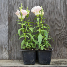 Load image into Gallery viewer, SNAPDRAGON, TWINNY APPLEBLOSSOM (BEDDING VARIETY)
