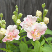 Load image into Gallery viewer, SNAPDRAGON, TWINNY APPLEBLOSSOM (BEDDING VARIETY)