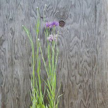 Load image into Gallery viewer, VERBENA BONARIENSIS, PURPLE TOP