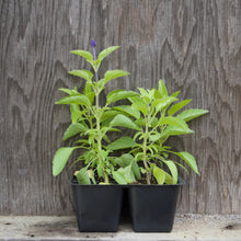 Load image into Gallery viewer, SALVIA, VICTORIA BLUE