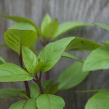 Load image into Gallery viewer, BASIL, THAI