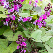 Load image into Gallery viewer, BEANS, HYACINTH