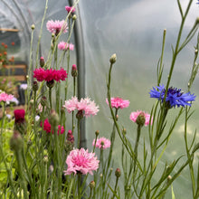 Load image into Gallery viewer, BACHELOR'S BUTTON, PINK