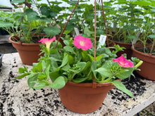 Load image into Gallery viewer, PETUNIA, EASY WAVE ROSY DAWN