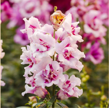 Load image into Gallery viewer, SNAPDRAGON, TWINNY ORCHID (BEDDING)