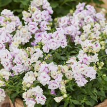 Load image into Gallery viewer, SNAPDRAGON, TWINNY ORCHID (BEDDING)