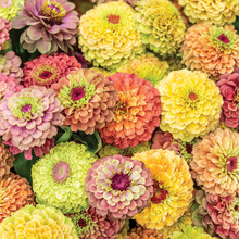 Load image into Gallery viewer, ZINNIA, QUEENY LIME MIX (CUTTING)