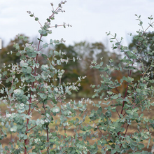 Load image into Gallery viewer, EUCALYPTUS, SILVER DROP
