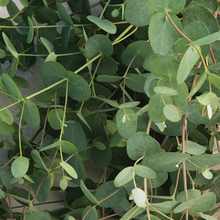Load image into Gallery viewer, EUCALYPTUS, SILVER DROP