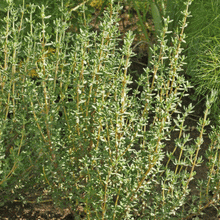 Load image into Gallery viewer, THYME, GERMAN