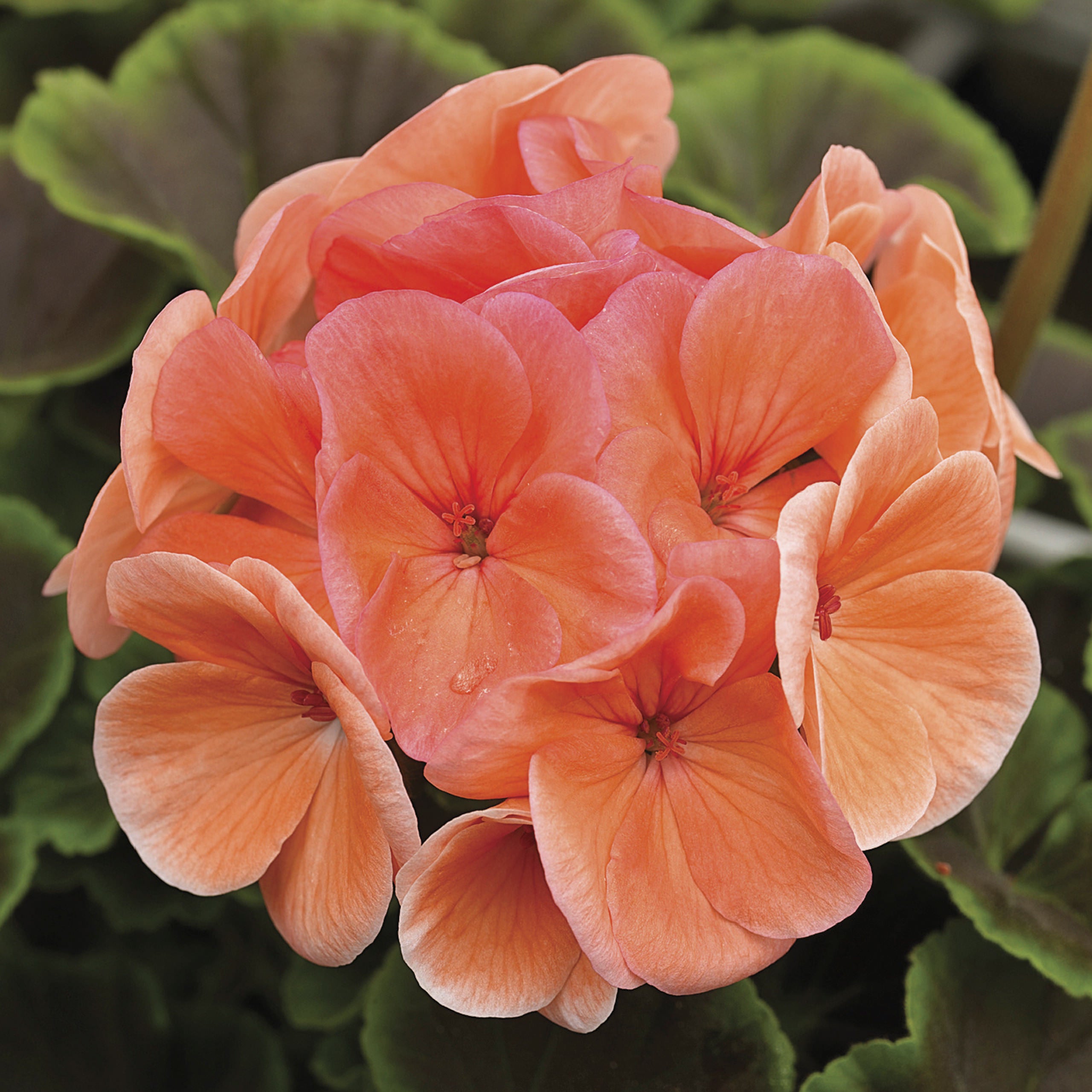 GERANIUM, PINTO SALMON Morning Dew Farm