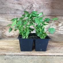 Load image into Gallery viewer, CILANTRO