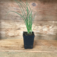 Load image into Gallery viewer, CHIVES