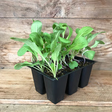 Load image into Gallery viewer, ARUGULA, ASTRO