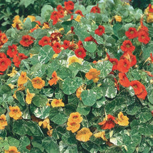 Load image into Gallery viewer, NASTURTIUM, ALASKA (MOUNDED)