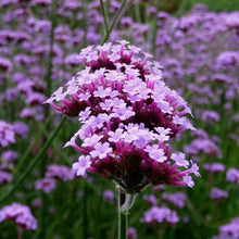 Load image into Gallery viewer, VERBENA BONARIENSIS, PURPLE TOP