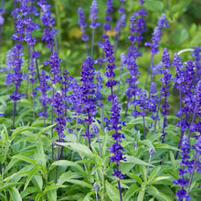 Load image into Gallery viewer, SALVIA, VICTORIA BLUE
