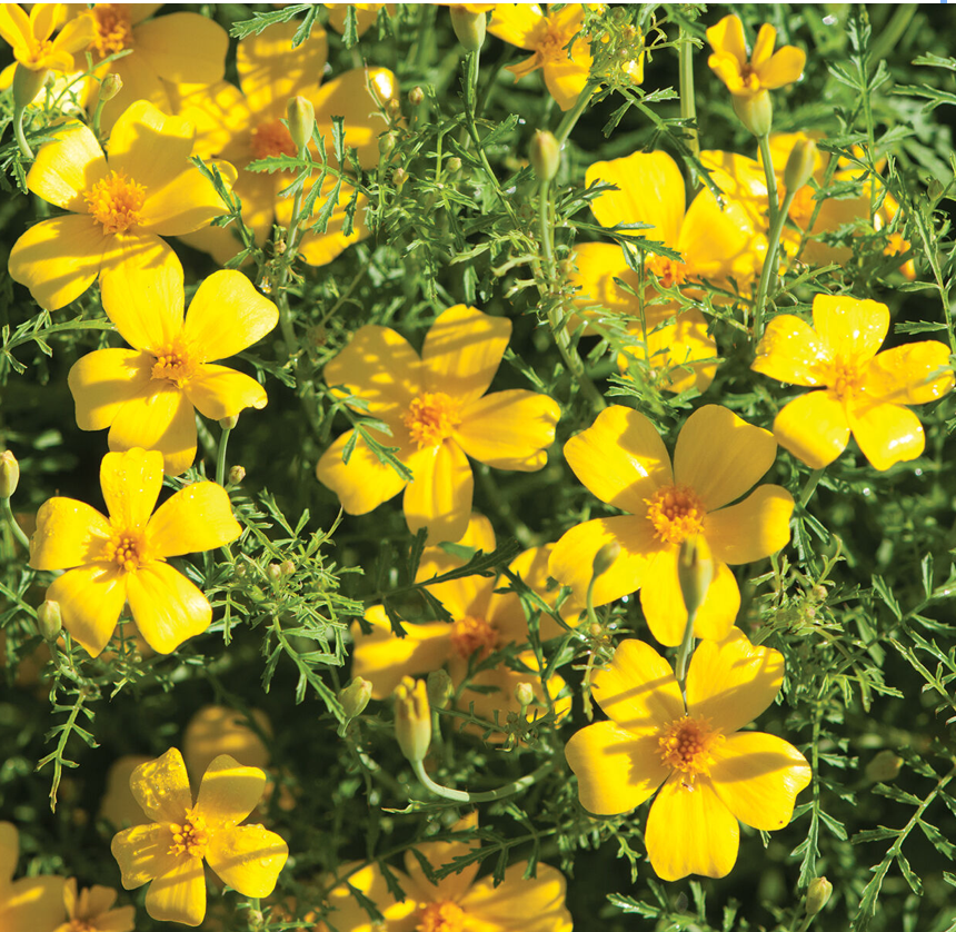 MARIGOLD, LEMON GEM Morning Dew Farm