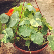 Load image into Gallery viewer, NASTURTIUM, ALASKA (MOUNDED)