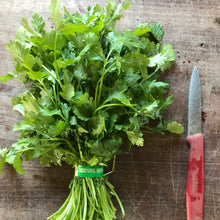 Load image into Gallery viewer, CILANTRO