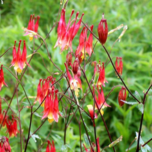Load image into Gallery viewer, COLUMBINE, RED