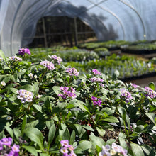 Load image into Gallery viewer, SWEET ALYSSUM, LAVENDER SHADES

