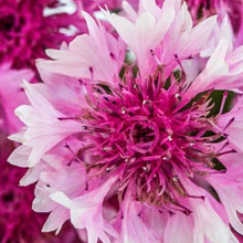 Load image into Gallery viewer, BACHELOR'S BUTTON, PINK
