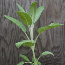 Load image into Gallery viewer, SAGE, CULINARY
