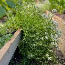 Load image into Gallery viewer, SWEET ALYSSUM, OPEN POLLINATED
