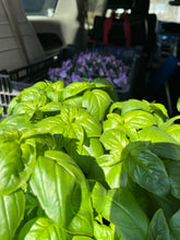 Load image into Gallery viewer, Grab + Go Spring Vegetable Bag! ...scroll down/click "view full details" to see what's in the bag FIRST ROUND OF BAGS OFFERED FOR 4/25 HAVE SOLD OUT. THANK YOU!
