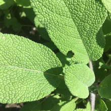 Load image into Gallery viewer, SAGE, CULINARY

