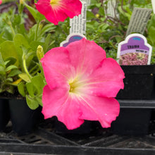 Load image into Gallery viewer, PETUNIA, EASY WAVE ROSY DAWN
