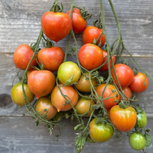 Load image into Gallery viewer, TOMATO, DEL TONET
