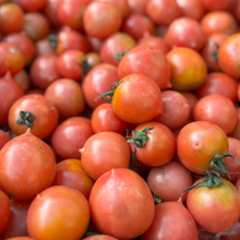 Load image into Gallery viewer, TOMATO, DEL TONET
