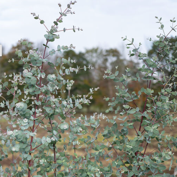 EUCALYPTUS, SILVER DROP