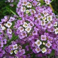 Load image into Gallery viewer, SWEET ALYSSUM, LAVENDER SHADES
